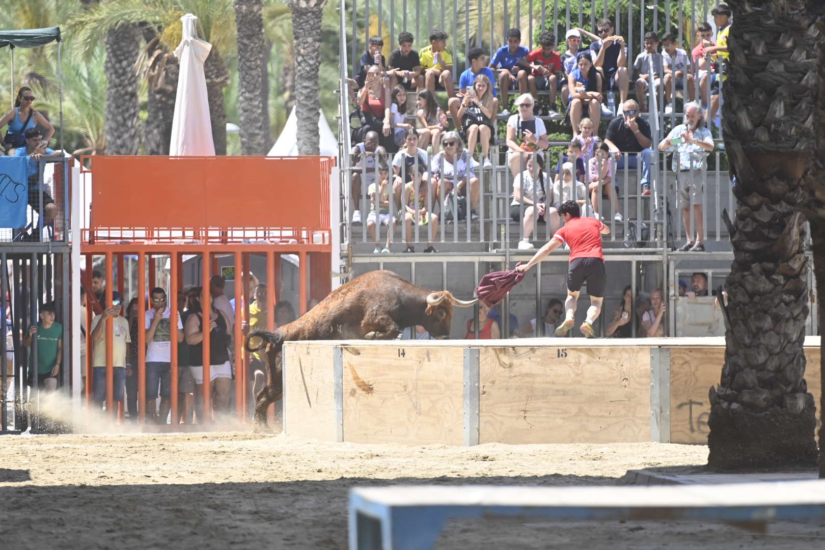 El ‘bou’ toma protagonismo mañana, tarde y noche en el Grau en fiestas