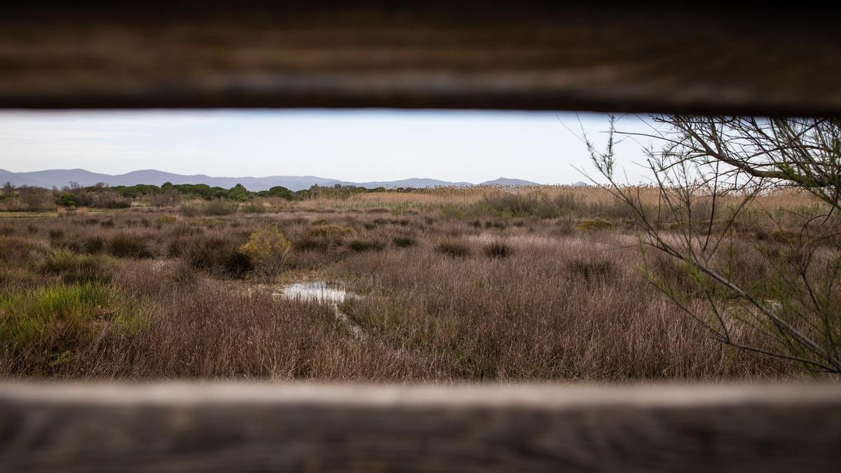 El Remolar-Filipines, humedales de la desembocadura del rio Llobregat