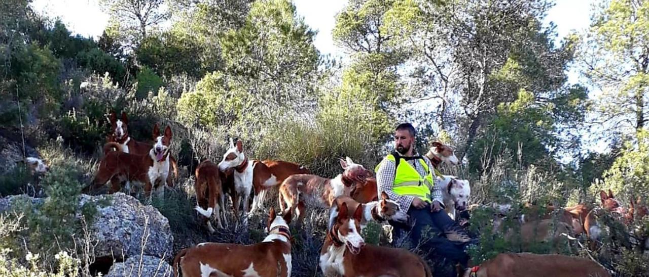 Una batida de jabalíes con ejemplares de «xarnego» valenciano y un dogo argentino. | ARMANDO SERRANO