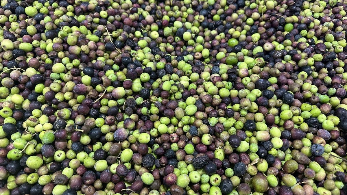 Aceituna preparada para entrar en una almazara.