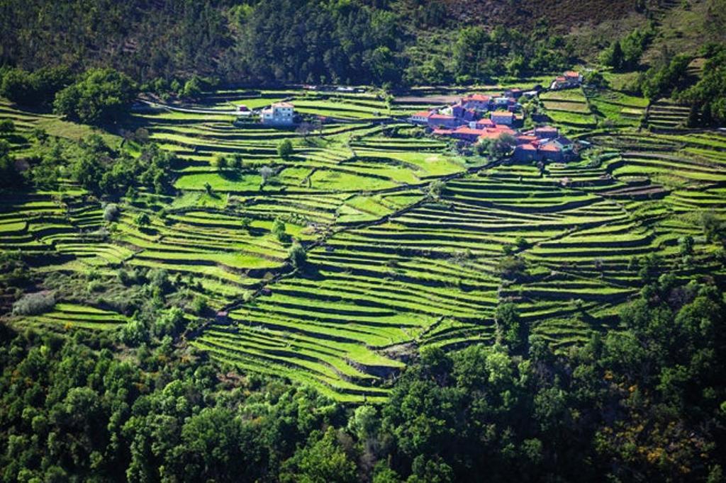 Las terrazas de cultivo en Sistelo evocan imágenes del sureste asiático.