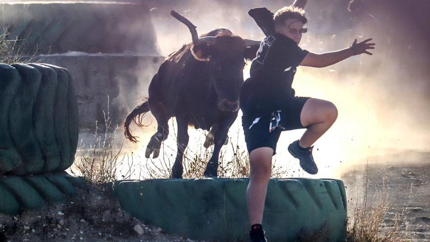 Pinoso suelta la primera vaquilla de sus fiestas