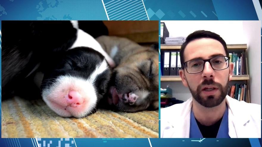 El veterinario José Antonio Olmo explica los beneficios de la esterilización de nuestras mascotas