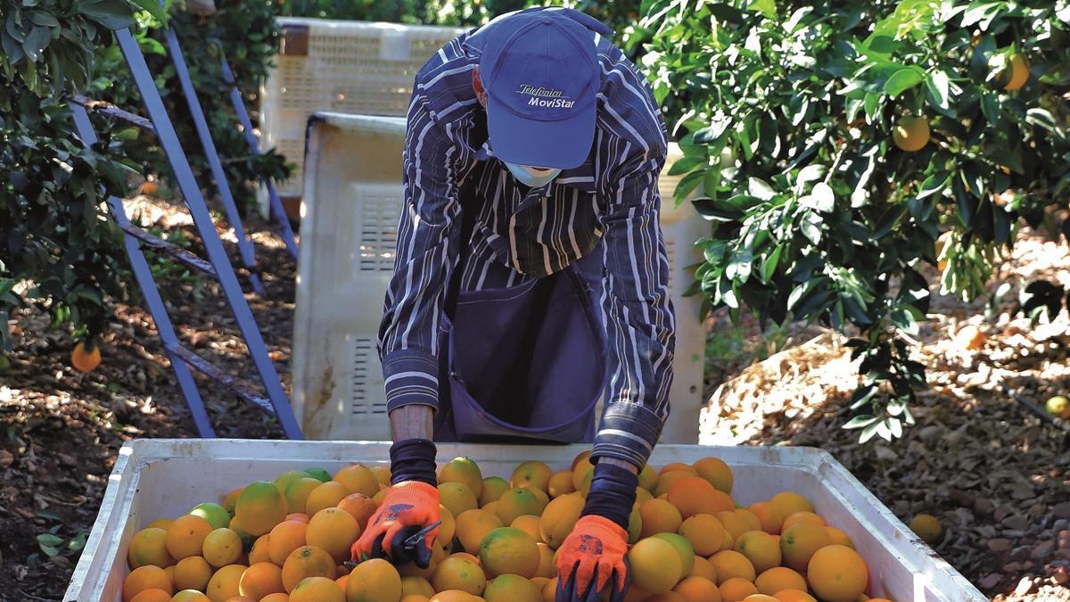 Un trabajador, durante la recogida de naranja en una finca de Córdoba.