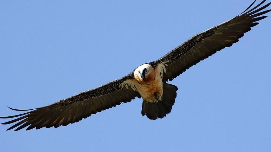 Un macroparque eólico paraliza la reintroducción del quebrantahuesos en Teruel