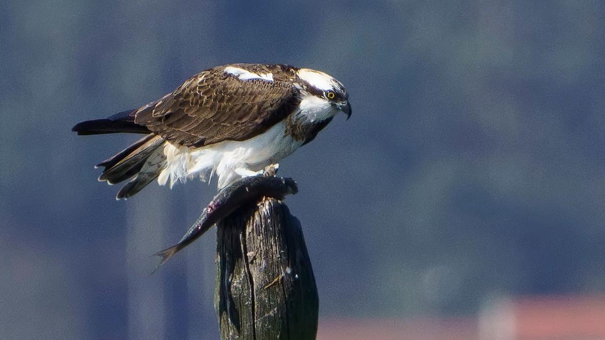 Un águila pescadora con su presa, sobre un posadero en aguas interiores de la ría de Arousa.