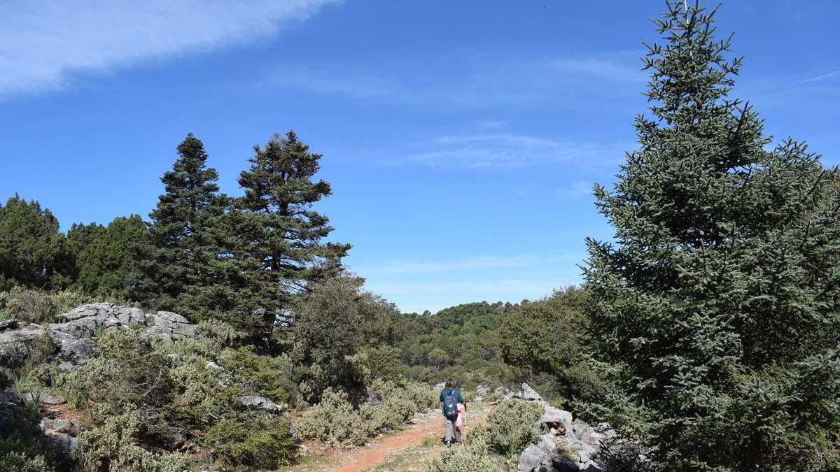 Pinsapos en la Sierra de las Nieves, Málaga.