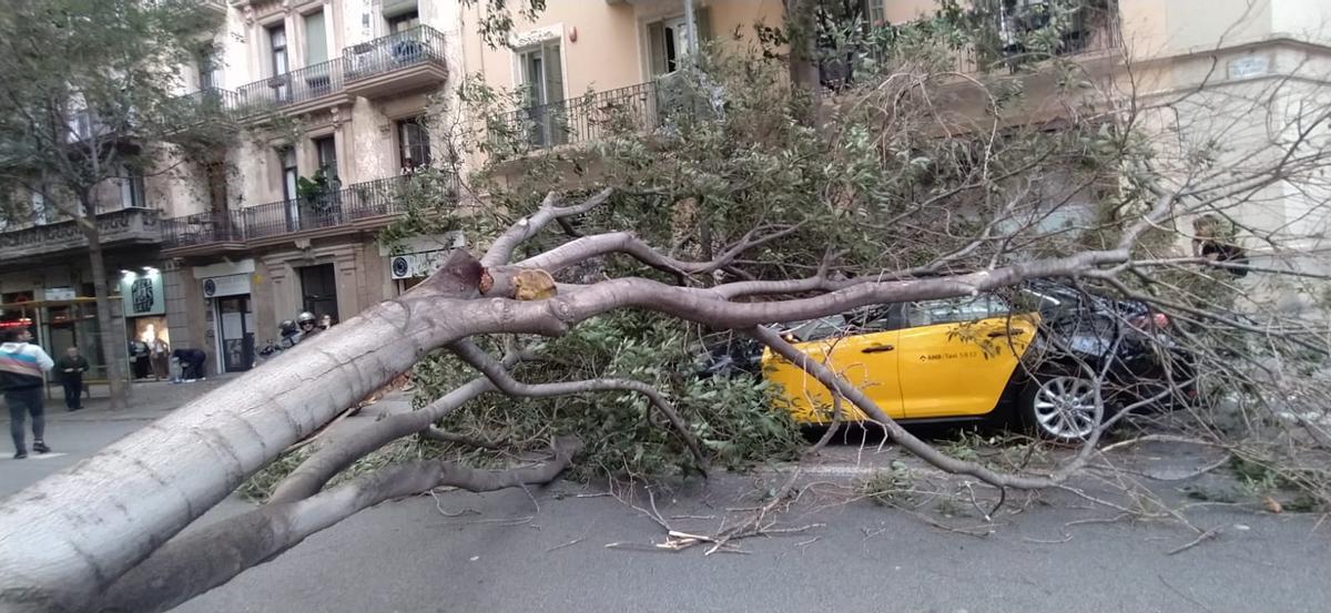 Arbol caido por la tormenta en Barcelona