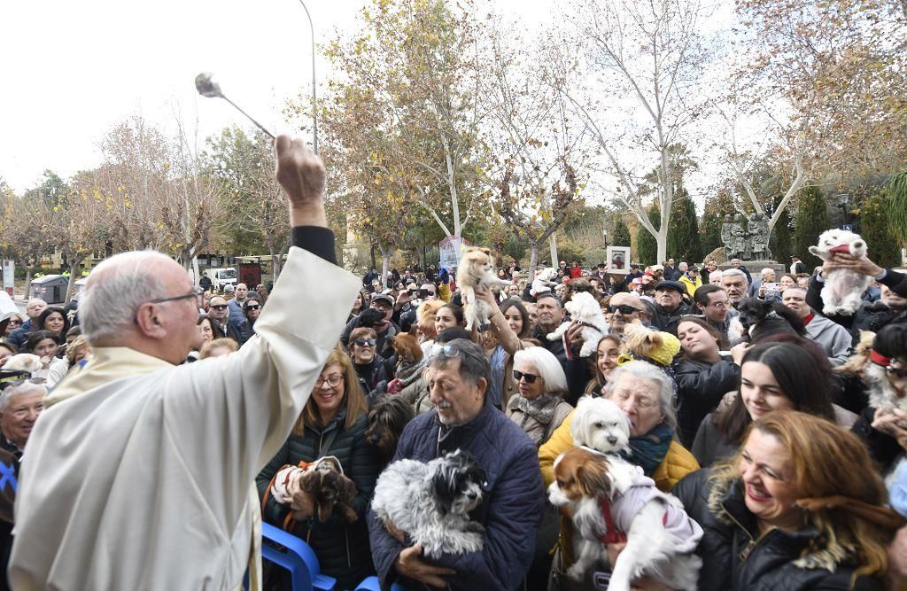 Así ha sido la bendición de animales por San Antón en Murcia