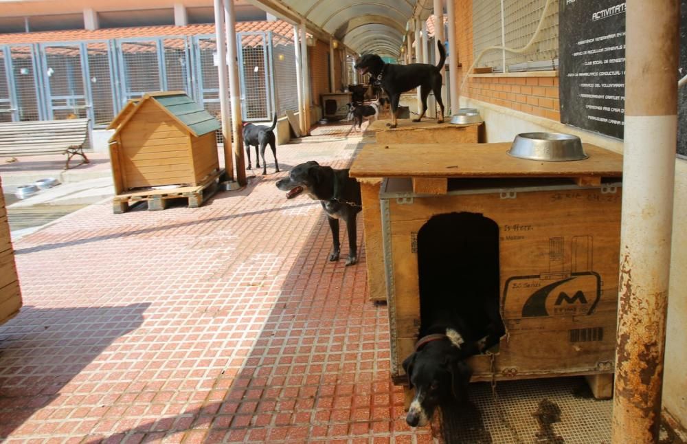 Instalaciones del refugio de animales de Benimàmet