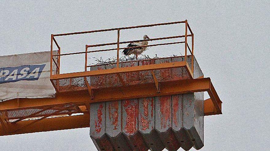 Nido de cigüeñas en una grúa en Barrocás.  | // FDV