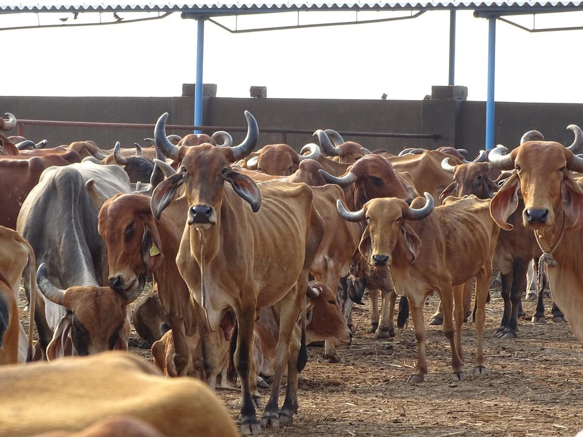 Rebaño de ganado vacuno en la india.