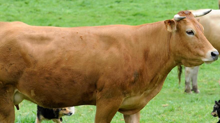 Herida tras ser golpeada por una vaca en Lugo