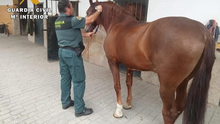 Un dels cavalls localitzats