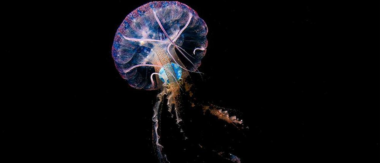 Pelagia noctiluca con un plástico azul en su interior, tomada en mayo de 2020 en Sardina del Norte.