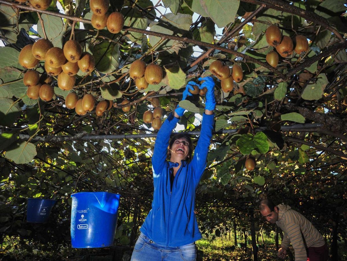 O Salnés ultima una campaña de kiwi con menos fruta pero de mejor calibre
