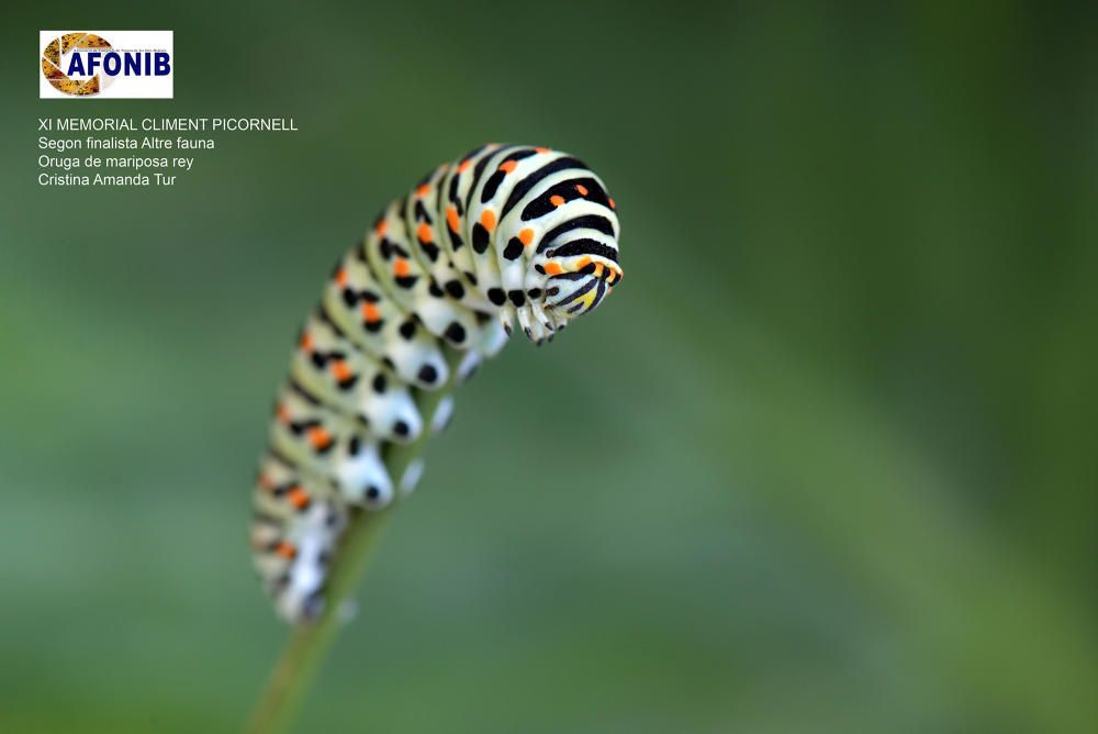 Fotografía de naturaleza de Balears