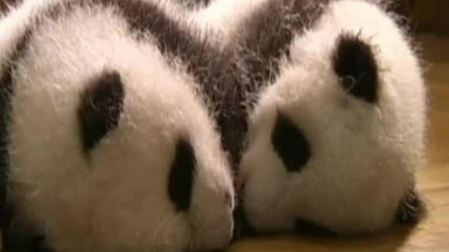 Catorce pandas comparten cuna