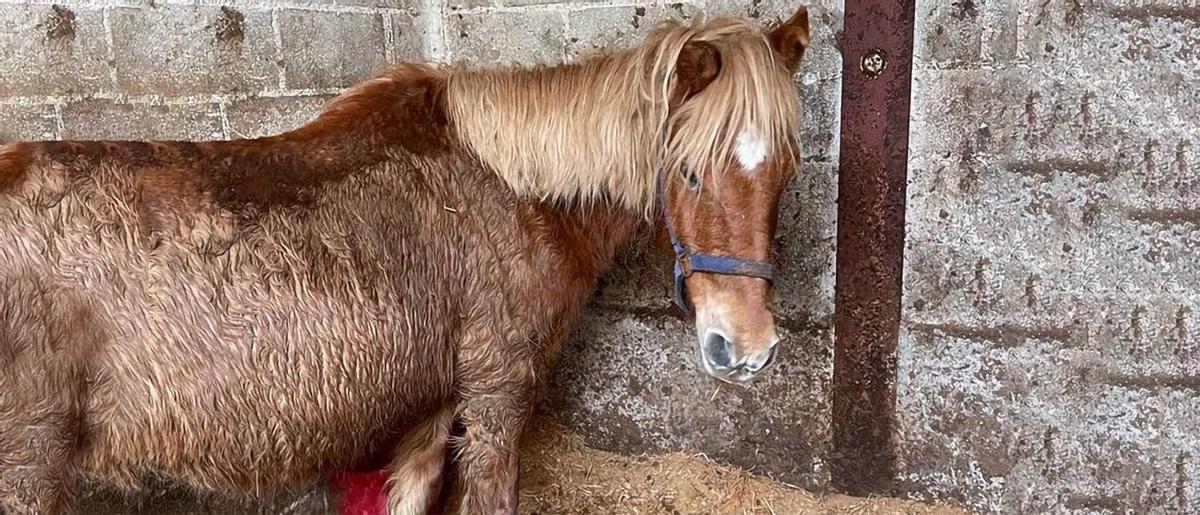 La yegua «Caudalina», ya bajo los cuidados de «Caballoastur».