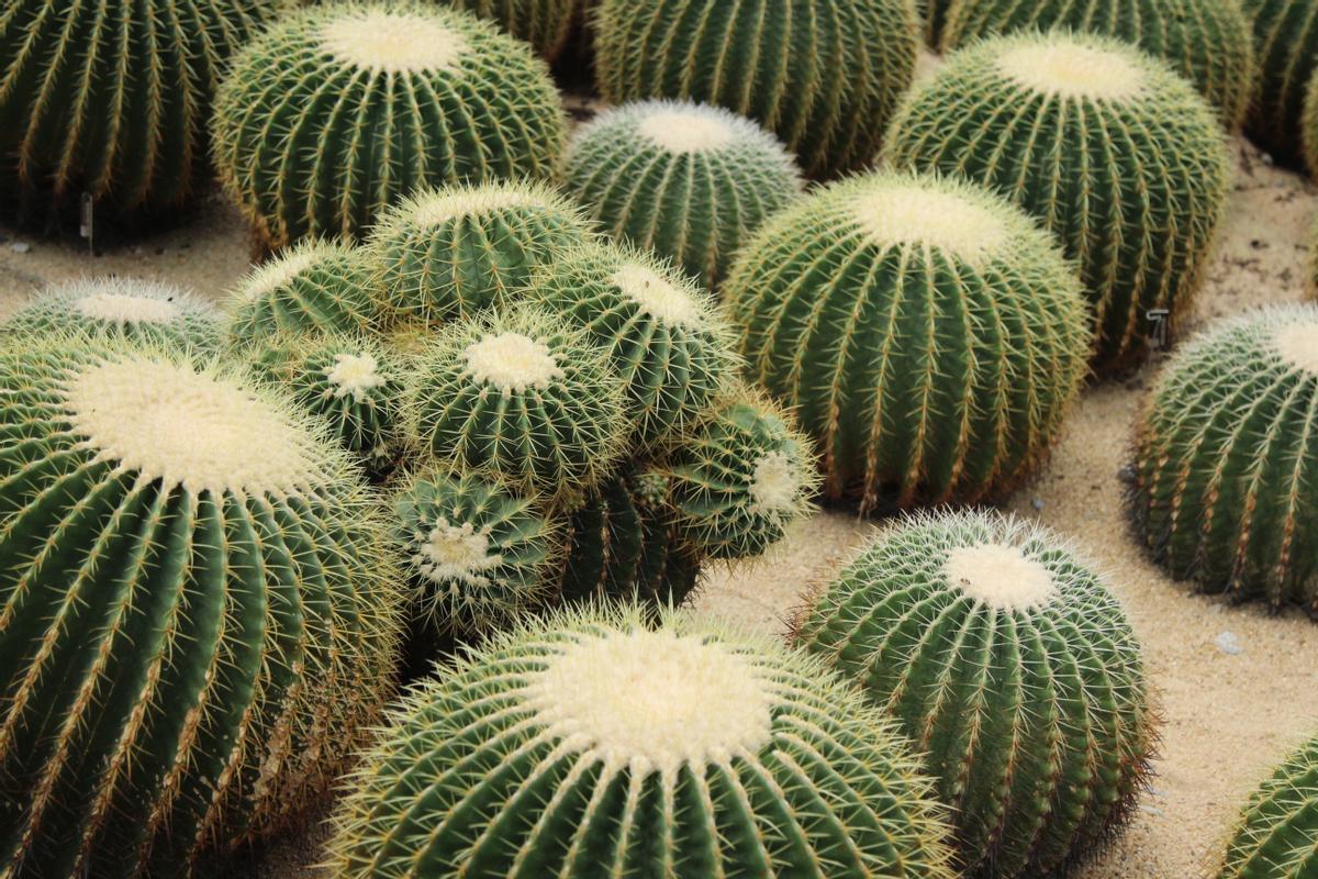 Cactus de barril.