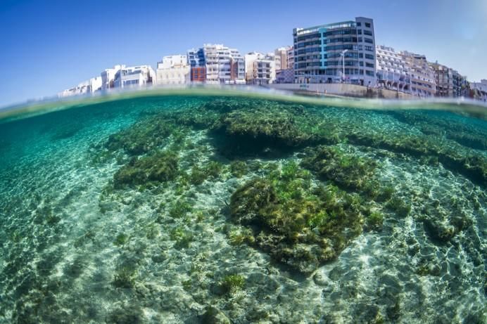 Las Canteras, refugio de vida