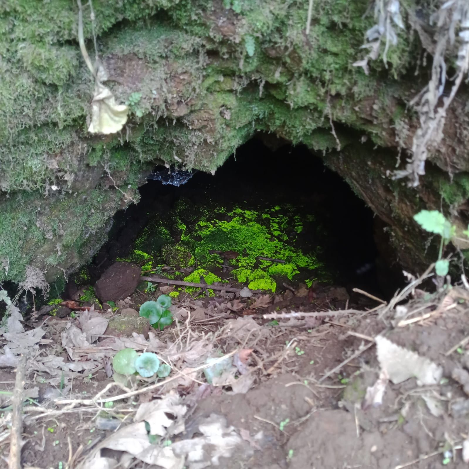Boca de la supuesta mina de Rodeiro, en Oza-Cesuras