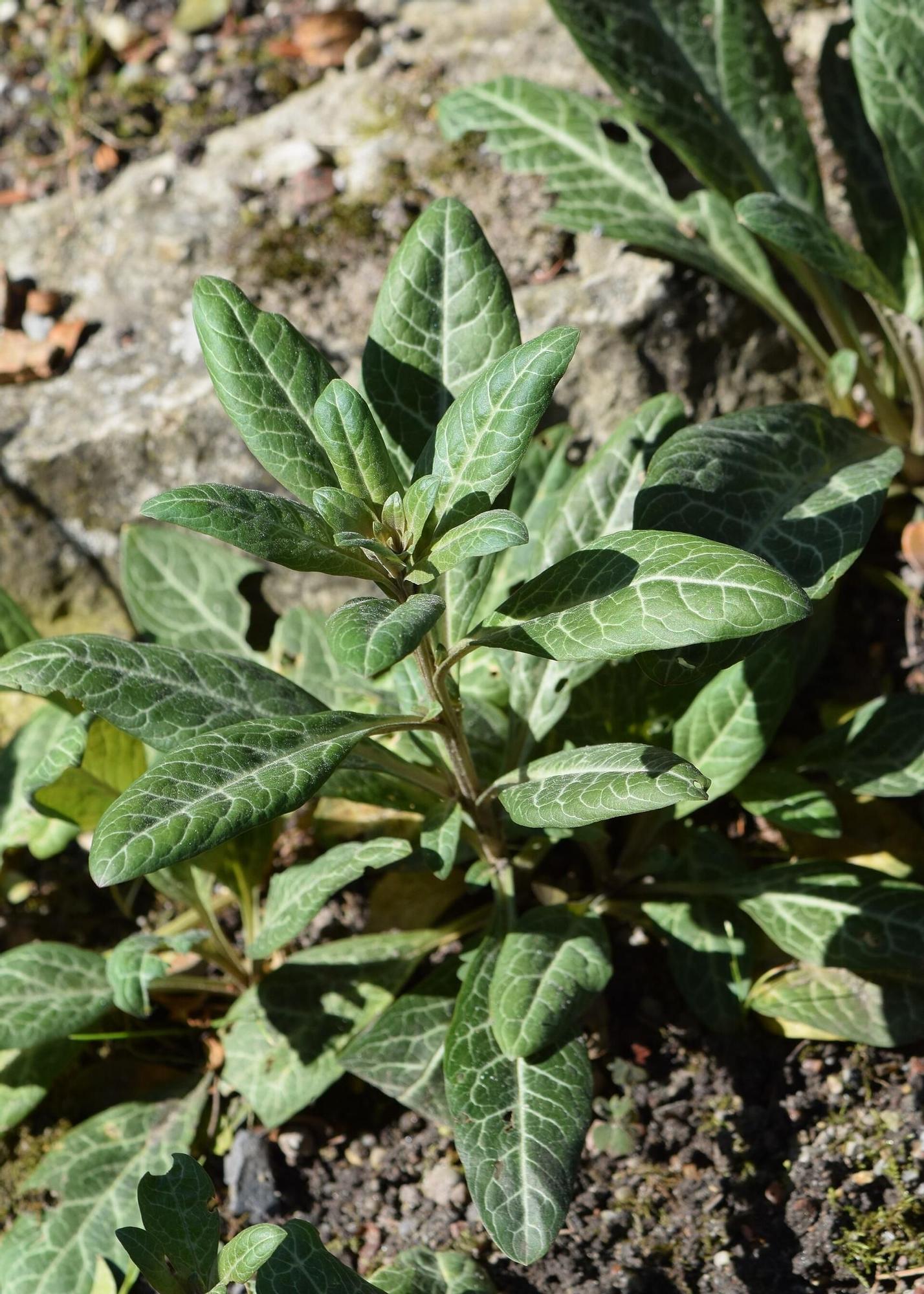 Lysimachia minoricensis en un jardín botánico europeo