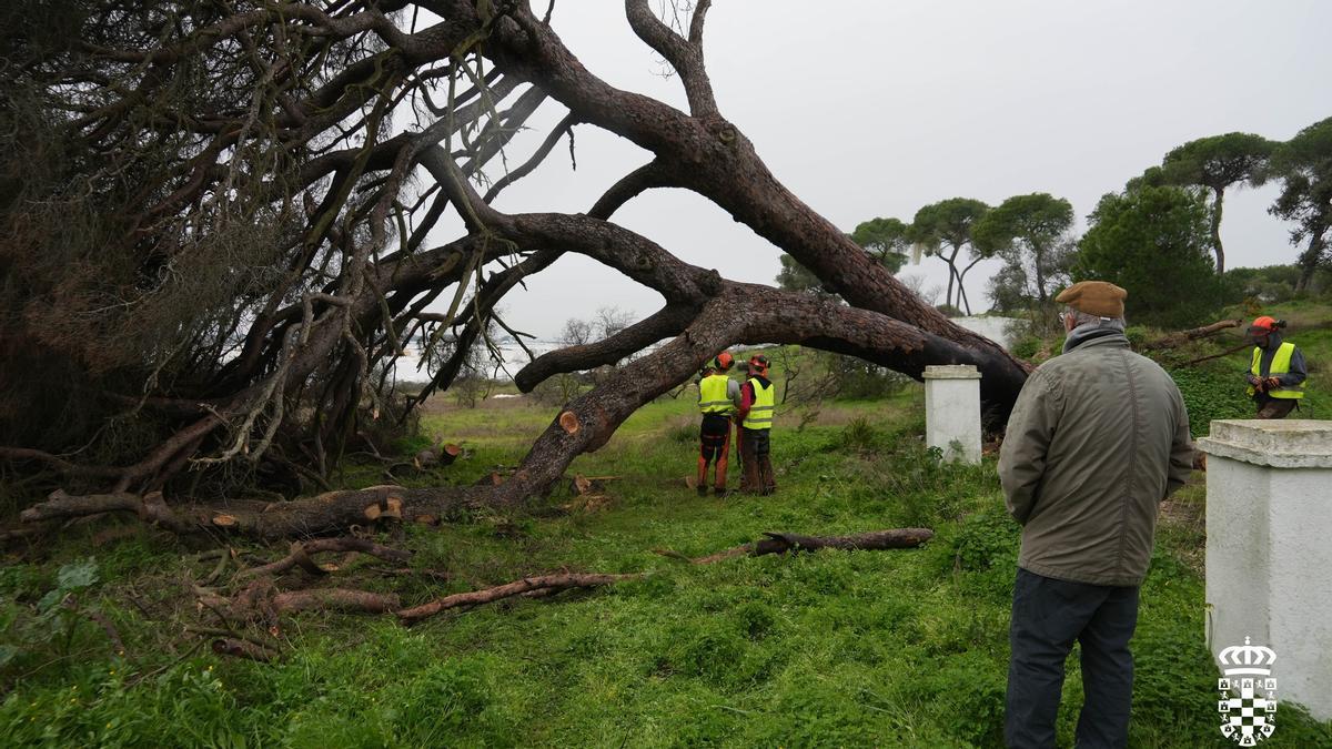 Tala del pino de Fuentepiña, en la residencia de verano de Juan Ramón Jiménez