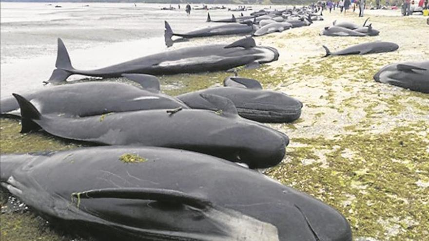 Halladas 300 ballenas muertas en nueva zelanda