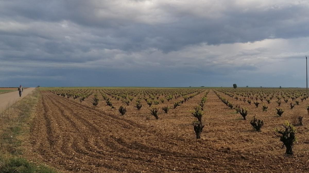 Parcela cultivada con viñedos en un municipio de la Denominación de Origen Toro