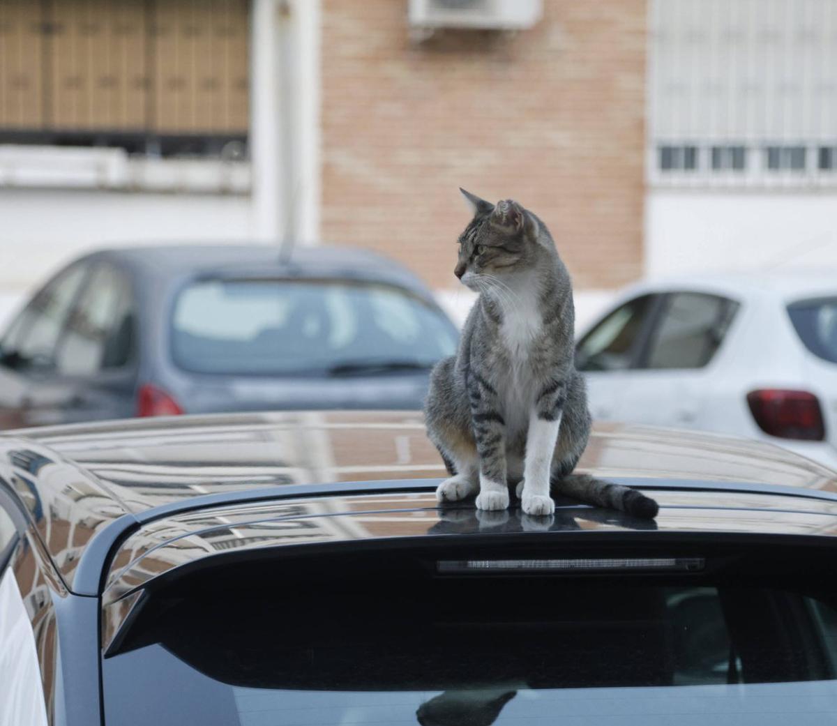 Imagen de un gato callejero subido a un coche aparcado en la capital.