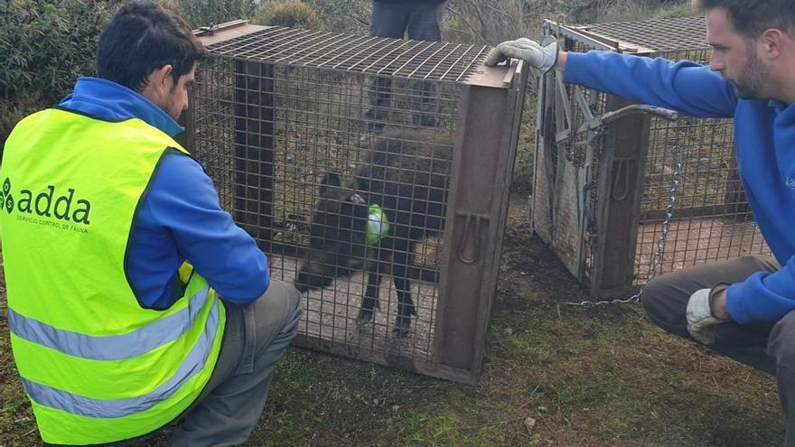 ADDA OPS, líder especializado en servicios de control de fauna urbana