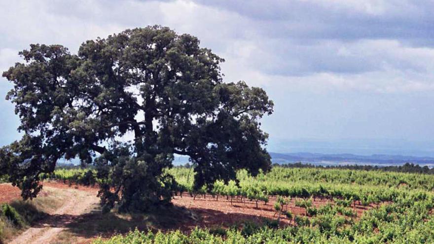 Encinas centenarias dominan el paisaje de viñedos de la finca El Renegado