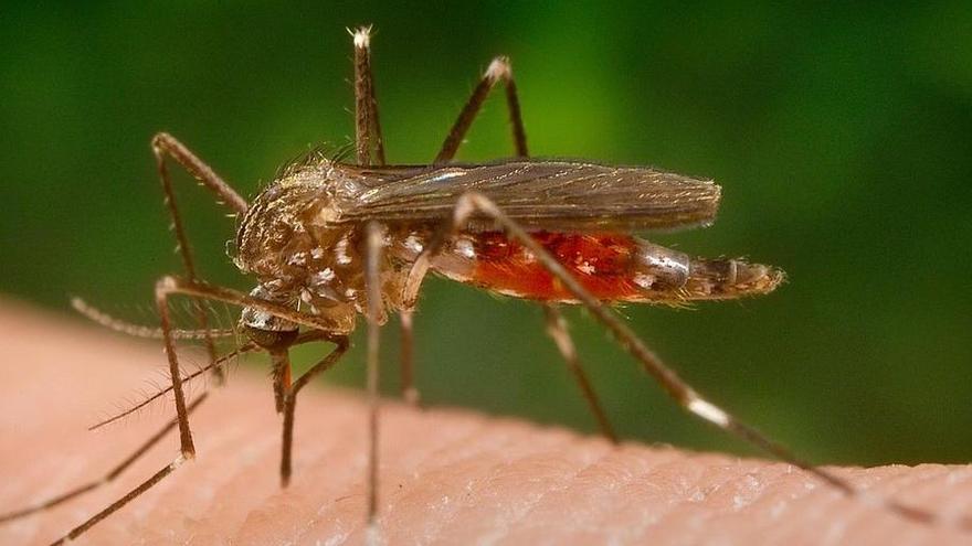 El mosquito &#039;Aedes Japonicus&#039; es considerado el transmisor de la enfermedad.