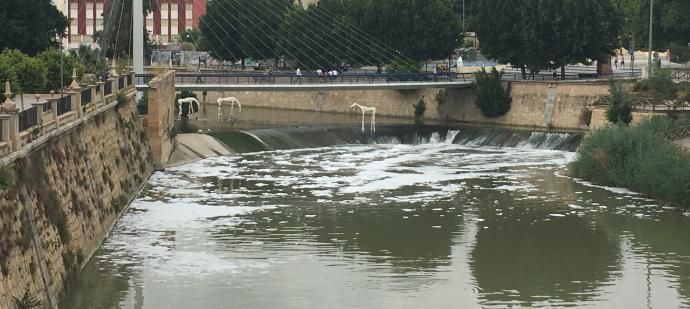 Decenas de peces muertos en el río Segura