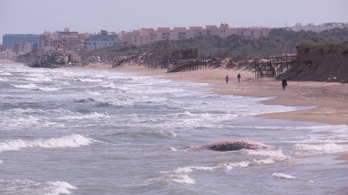 Aparece una ballena muerta en Guardamar