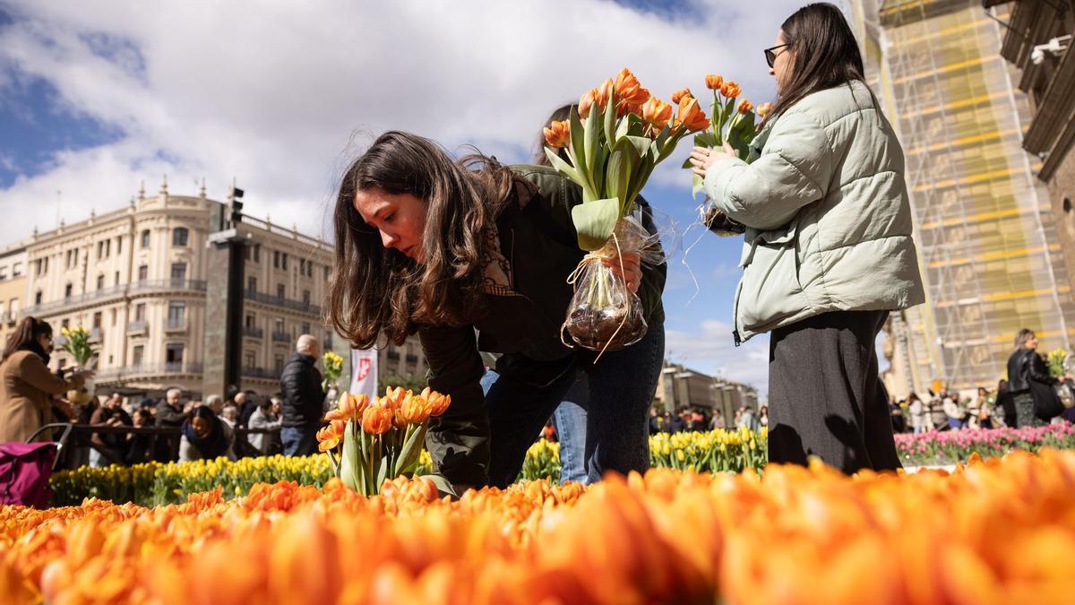 En imágenes | El mercado de tulipanes da colorido a una mañana ventosa en la plaza del Pilar de Zaragoza