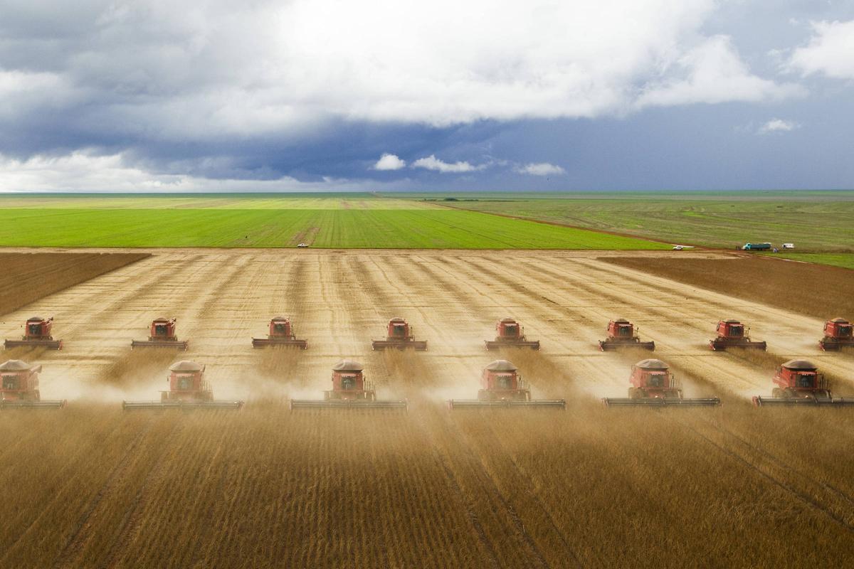 Plantación industrial de soja