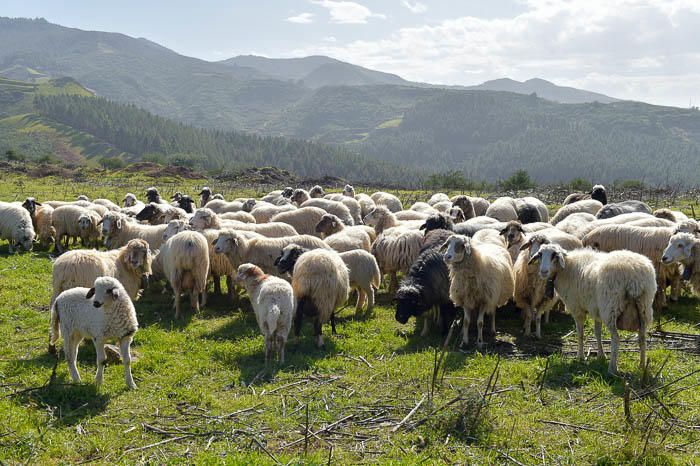 Gáldar. Quesería cortijo de Galeote, en Lomo del Palo.