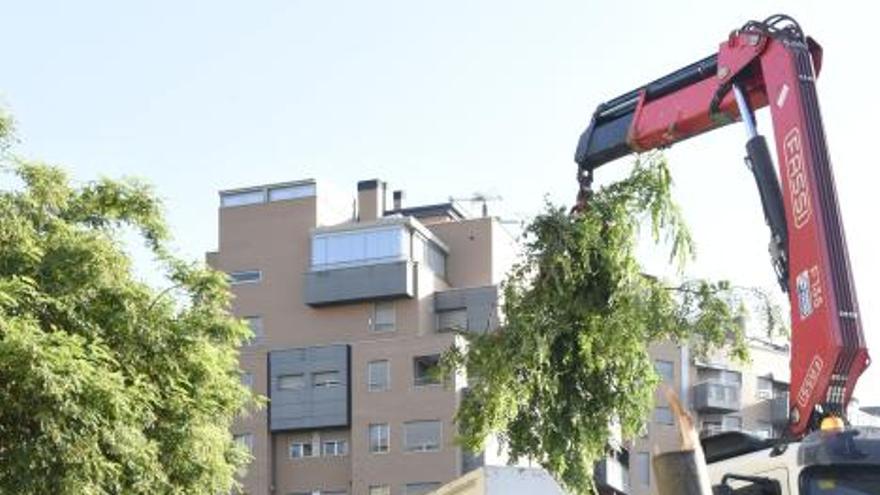 Tala de árboles en la zona del Zig Zag