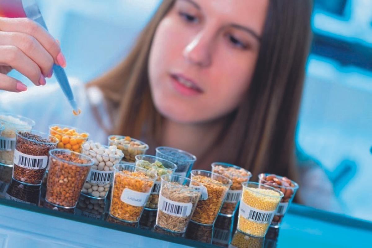 Crisi d’aliments, ¿temps de transgènics? Crisi d’aliments, ¿temps de transgènics?