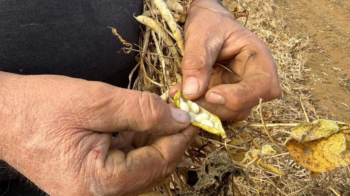 Un pagès amb una planta de fesols a la mà