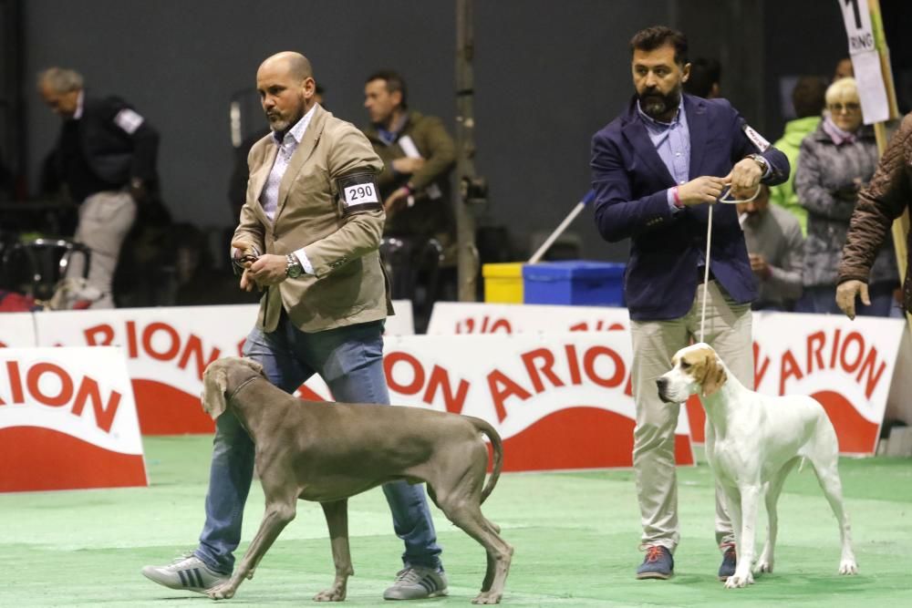 La exposición canina vuelve a contagiar la fiebre perruna en Vigo