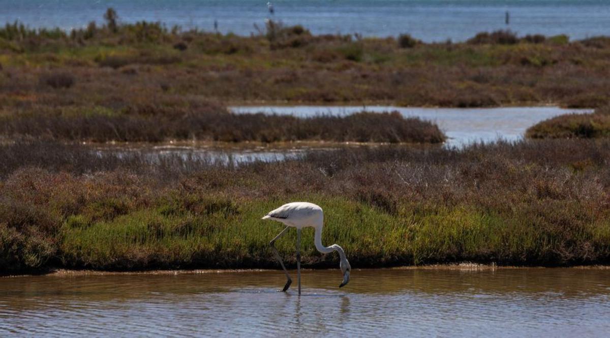 El Parc Natural del Delta de l’Ebre anellarà 400 cries de flamenc