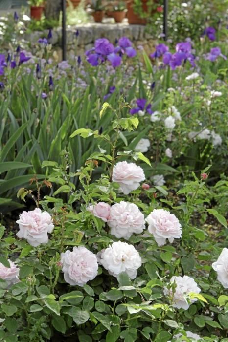 Der Garten von Gritli und Hans Liesenhoff zählt zu den beeindruckendsten Mallorcas. Er vereint Pfl anzenvielfalt und ornamentale Gestaltung mit Philosophie und Poesie.