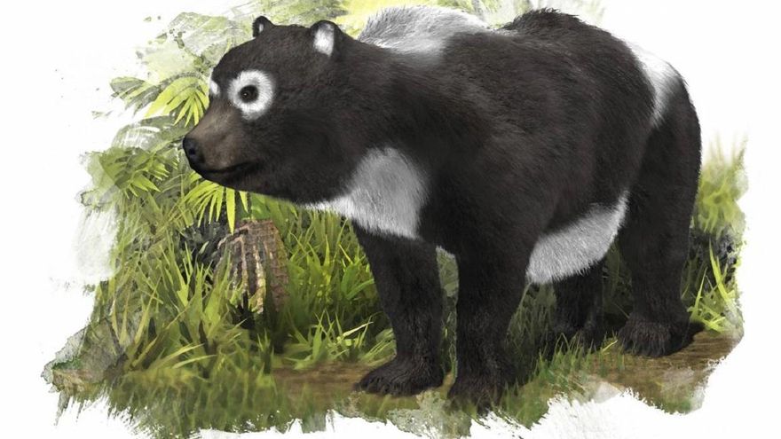 España, el país donde surgió el oso panda hace 11 millones de años