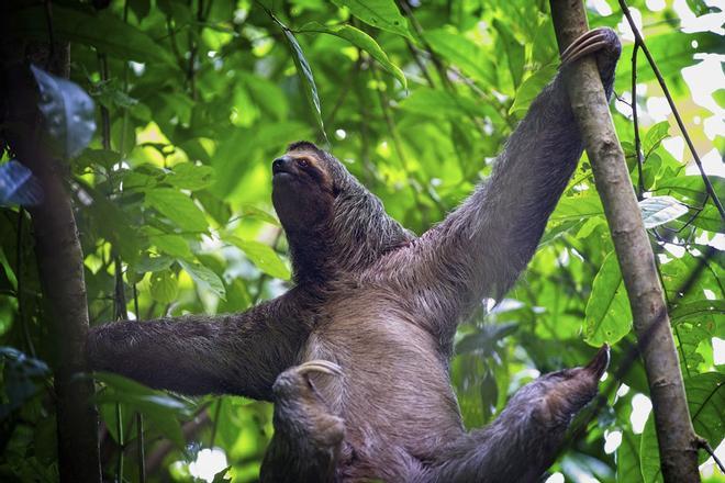 La fauna de la reserva Manuel Antonio