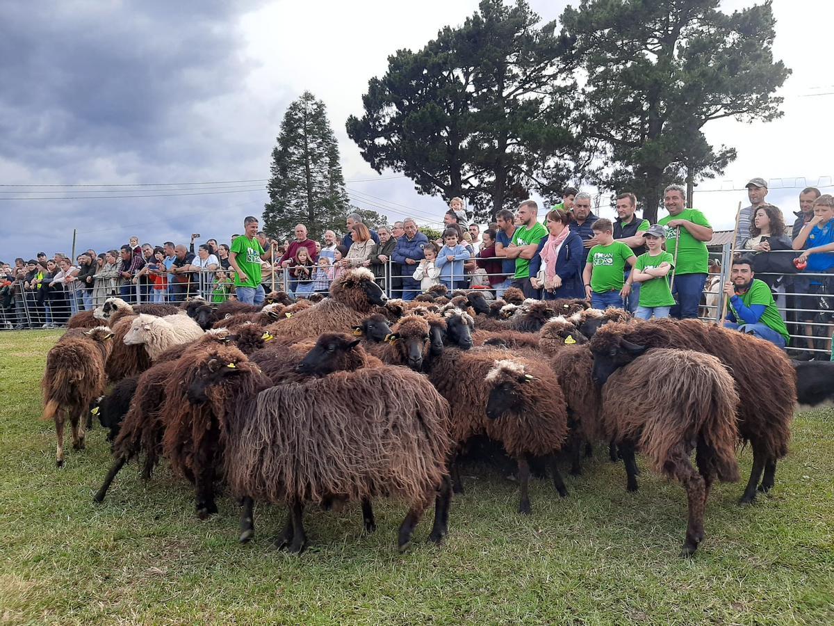 En imágenes: la exhibición de labranza y de pastoreo en Llanera