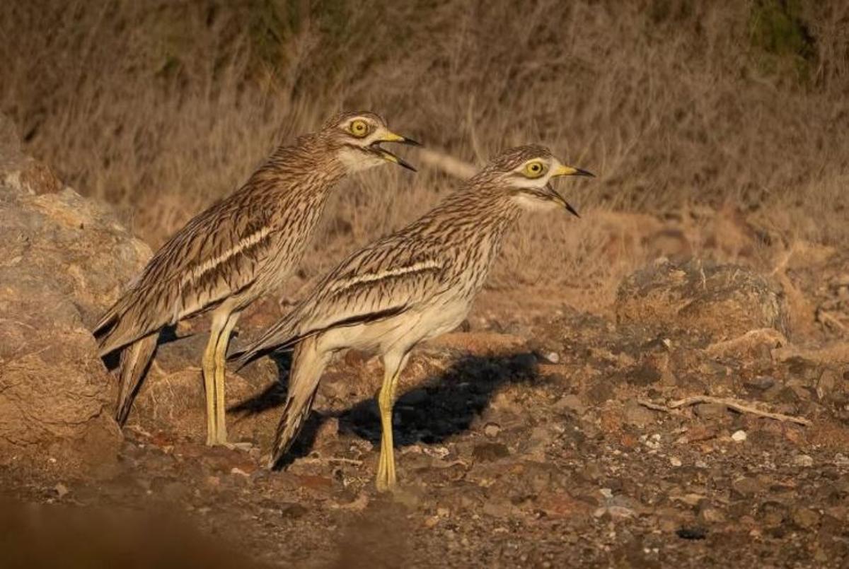 La pareja de aves que defendía su nido de los gatos.