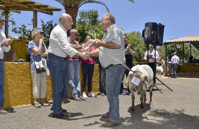 ARUCAS GRAN CANARIA A 28/05/2017 Entrega de premios concurso de ganado del Cabildo de Gran Canaria. FOTO: J.PÉREZ CURBELO